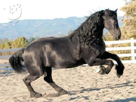 PoulaTo: Πωλείται Άλογο Κέεσχοντ